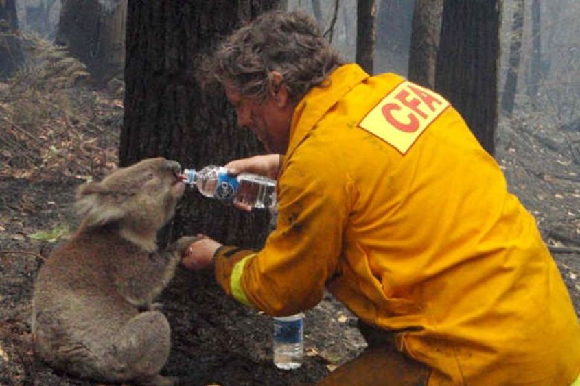 Koala given a much needed drink of water after a bushfire (Photo: ABC)